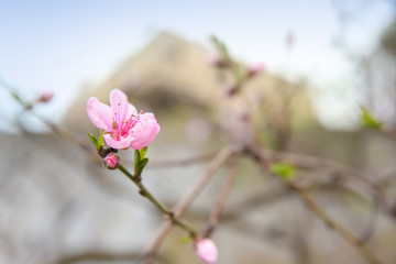 Fototapeta premium Branch with blooming flower on blurred background