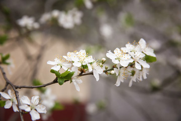 Branch with blooming flowers on blurred background