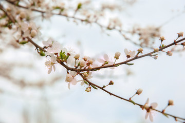 Branch with blooming flowers on blurred background