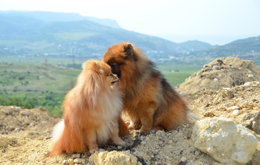 Two beautiful dogs sit on a hill, whispers in the ear