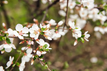 Branches with blooming flowers on blurred background