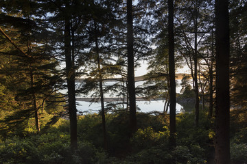 Trees in a forest overlooking Tonquin Beach, Tofino, Vancouver Island, British Columbia, Canada