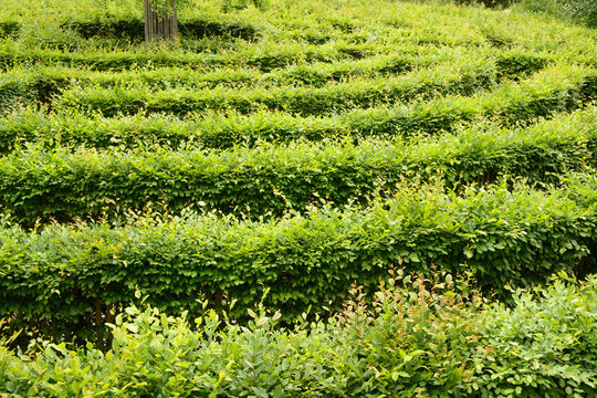 Irrgarten, q.