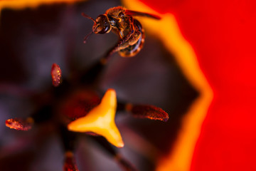Opened white tulip in macro. Picturesque background of beautiful white flower with red and yellow stripes. View from above. Pestle and stamen close up. Bee is working inside tulip. Insect in flower.