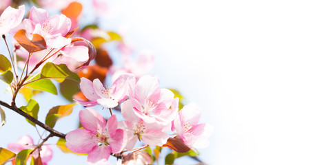 Beautiful spring floral nature landscape. Blossoming fruit tree branch in the garden, pink petal flowers in the rays of sunlight. Soft focus, beautiful bokeh. Copy space.