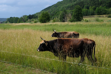 Schwarze Hochlandrinder