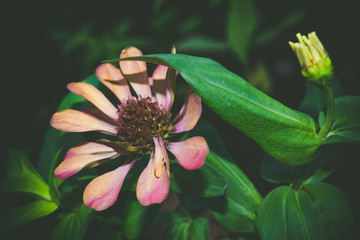Beautiful color l flowers  in nature