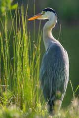 Reiher 10