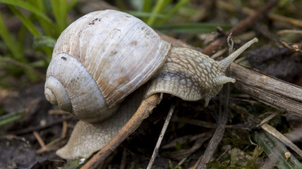 Waldschnecke