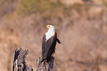 African Fish Eagle Zambezi Valley 
