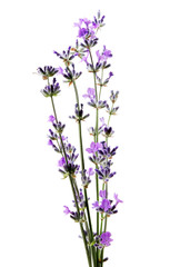 Fototapeta premium Lavandula Angustifolia Isolated On White Background 