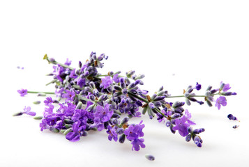 Lavandula Angustifolia Isolated On White Background 