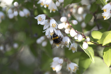Close-up of a little Bumblebee on a beautiful white Flower. View on a lovely Bumblebee on a amazing white Flower in Spring. A Filed with Flowers and Insects on a sunny Day.