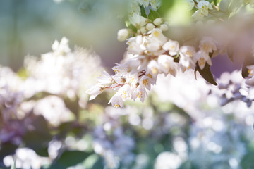  White flowers blurred background. White flowers bloom in summer