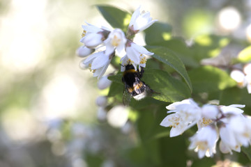 Close-up of a little Bumblebee on a beautiful white Flower. View on a lovely Bumblebee on a amazing white Flower in Spring. A Filed with Flowers and Insects on a sunny Day.