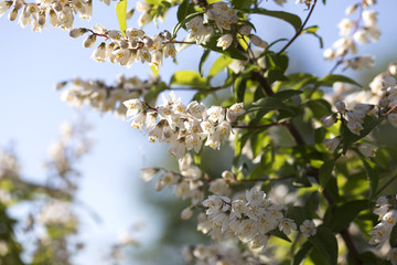 Summer white flowers bloom. Branch white flowers. White buds.