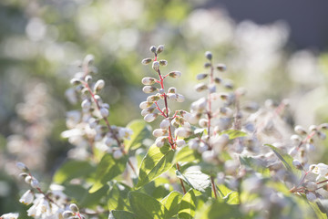  White flowers blurred background. White flowers bloom in summer