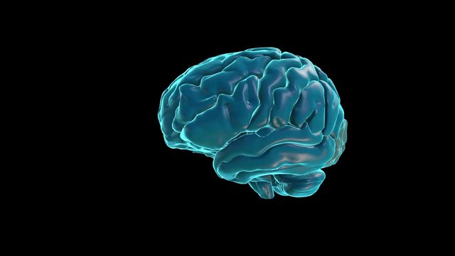 BRAIN-Occipital lobe
Human Brain Atlas