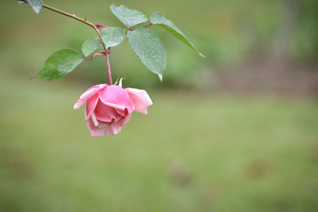 Rosa solitaria en jardín