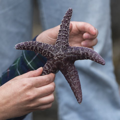 Young woman holding a starfish, Vancouver Island, British Columbia, Canada