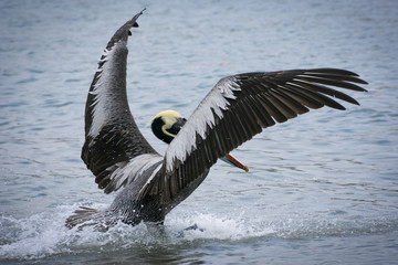 Pelicano aterrizando en el mar