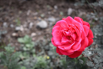 Rosa roja floreciendo