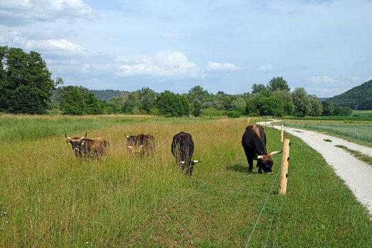 Schwarze Hochlandrinder