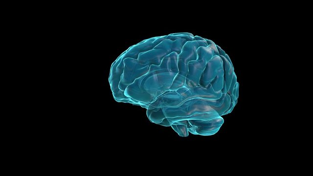 BRAIN-Pineal gland
Human Brain Atlas