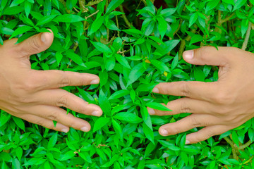 two hand and green leaf background