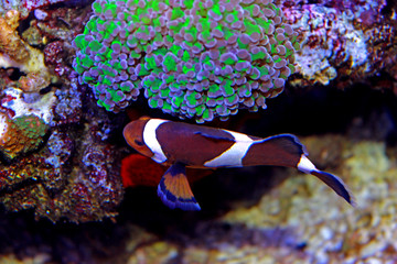 Ocellaris Clownfish - Amphiprion ocellaris 