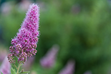 Obraz premium Pink flowers in the garden