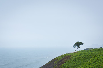 Arbusto solitario en malecón