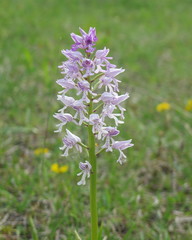 wilde Orchideen