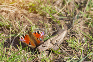 multicolored butterfly sitting on green grass in sunlight