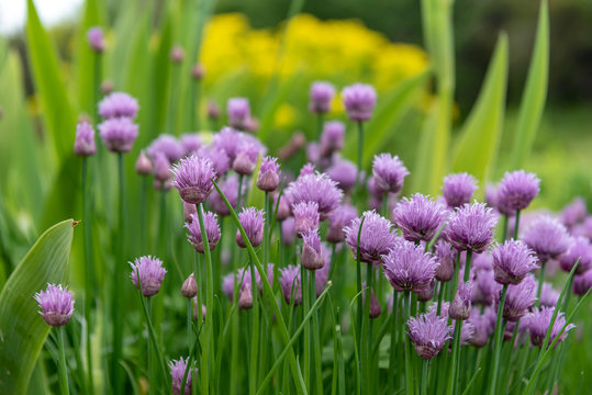 浅葱 Images Browse 287 Stock Photos Vectors And Video Adobe Stock