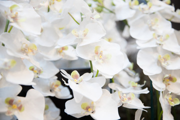 Fototapeta na wymiar beautiful White Lotus Flower with green leaf in in pond