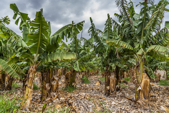 Leergeerntete Bananenplantage auf Teneriffa