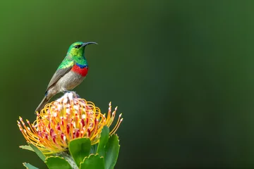  Southern double-collared sunbird or lesser double-collared sunbird (Cinnyris chalybeus) - Kleinrooibandsuikerbekkie © Jan
