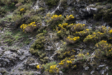 fleurs de montagne à Puerto de San Glorio en Espagne