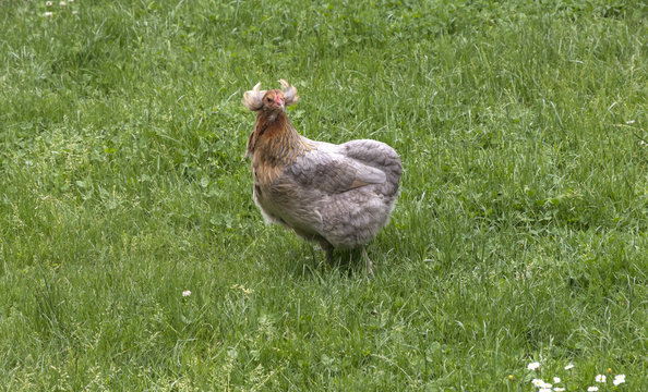 Araucana - Haushuhn
