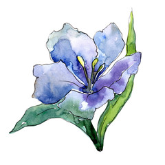 Blue alstroemeria. Floral botanical flower. Wild spring leaf wildflower isolated. Aquarelle wildflower for background, texture, wrapper pattern, frame or border.