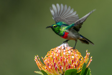 Southern double-collared sunbird or lesser double-collared sunbird (Cinnyris chalybeus) - Kleinrooibandsuikerbekkie