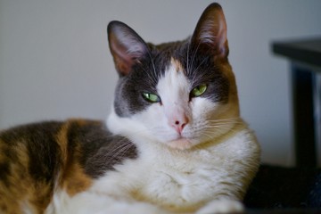 Fototapeta premium Calico Domestic Shorthaired Cat