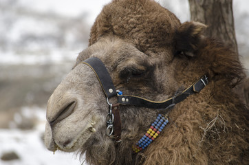 Camel