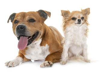 staffordshire bull terrier and chihuahua