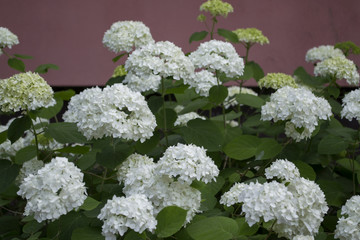 The shrubs of white hydrangea. Beautiful blooming bushes of hydrangea.