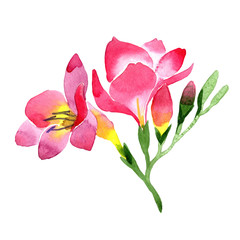 Pink freesia. Floral botanical flower. Wild spring leaf wildflower isolated. Aquarelle wildflower for background, texture, wrapper pattern, frame or border.