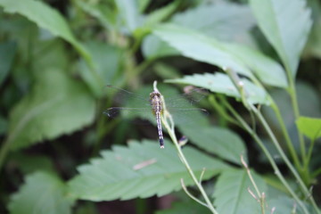 A dragonfly in the green garden