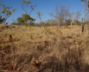 Australian Landscape with termite hills, Nitmiluk National Park, Northern territory, Australia