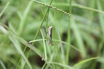 A dragonfly in the green garden
